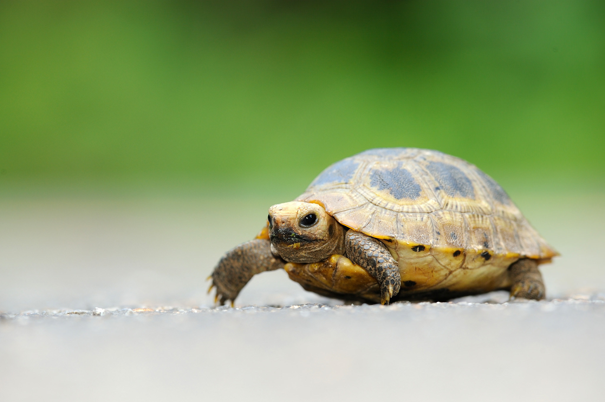 Черепашка. Желтоголовая индийская черепаха. Среднеазиатская черепаха маленькая. Техасская Бриллиантовая черепаха. Карликовые Сухопутные черепахи.