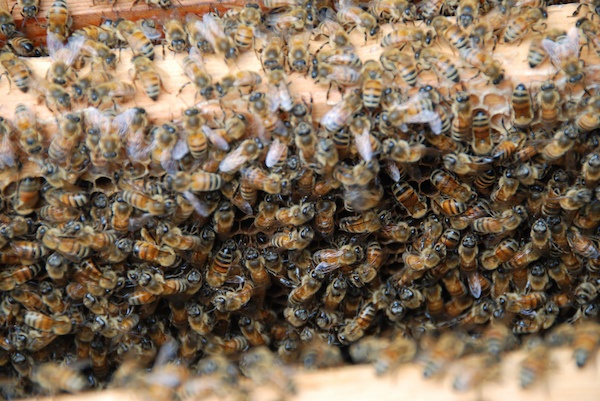 A swarm of bees