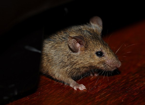 Small mouse