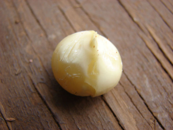Macadamia nut on a wood surface