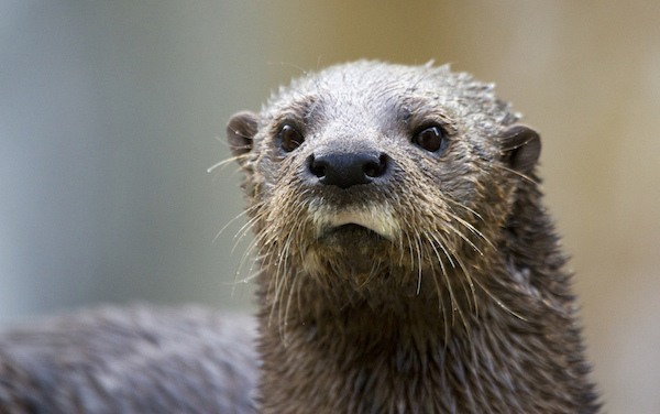 Otter facing the camera