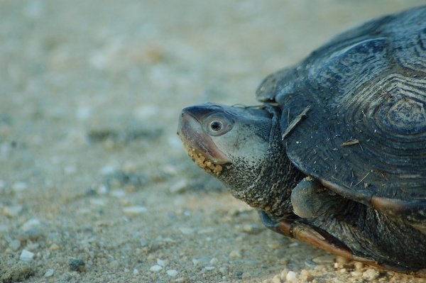 Terrapin crossing a road