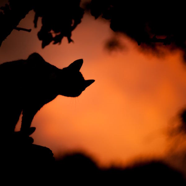 cat with orange backdrop