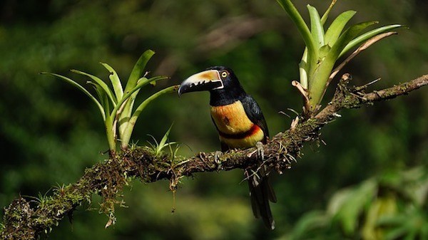 Bird in Costa Rica