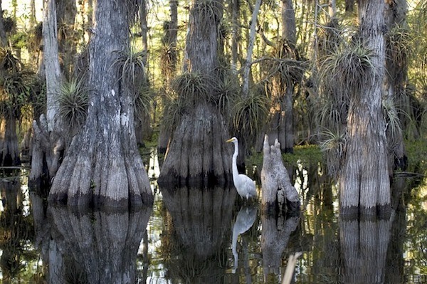 Everglades swamp with white egret