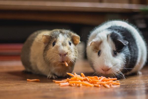 guinea pigs eating vegetables